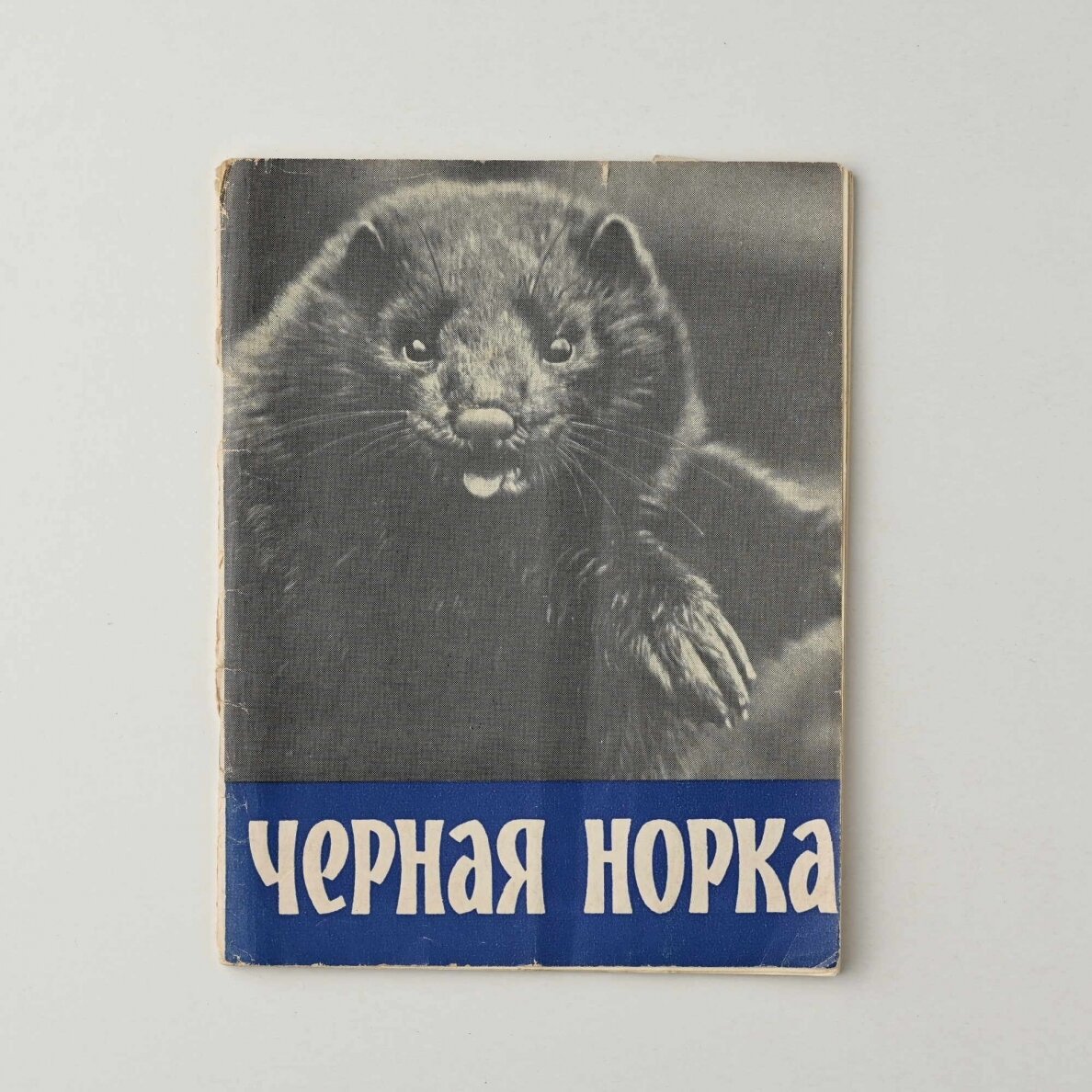 Черная норка Черная норка