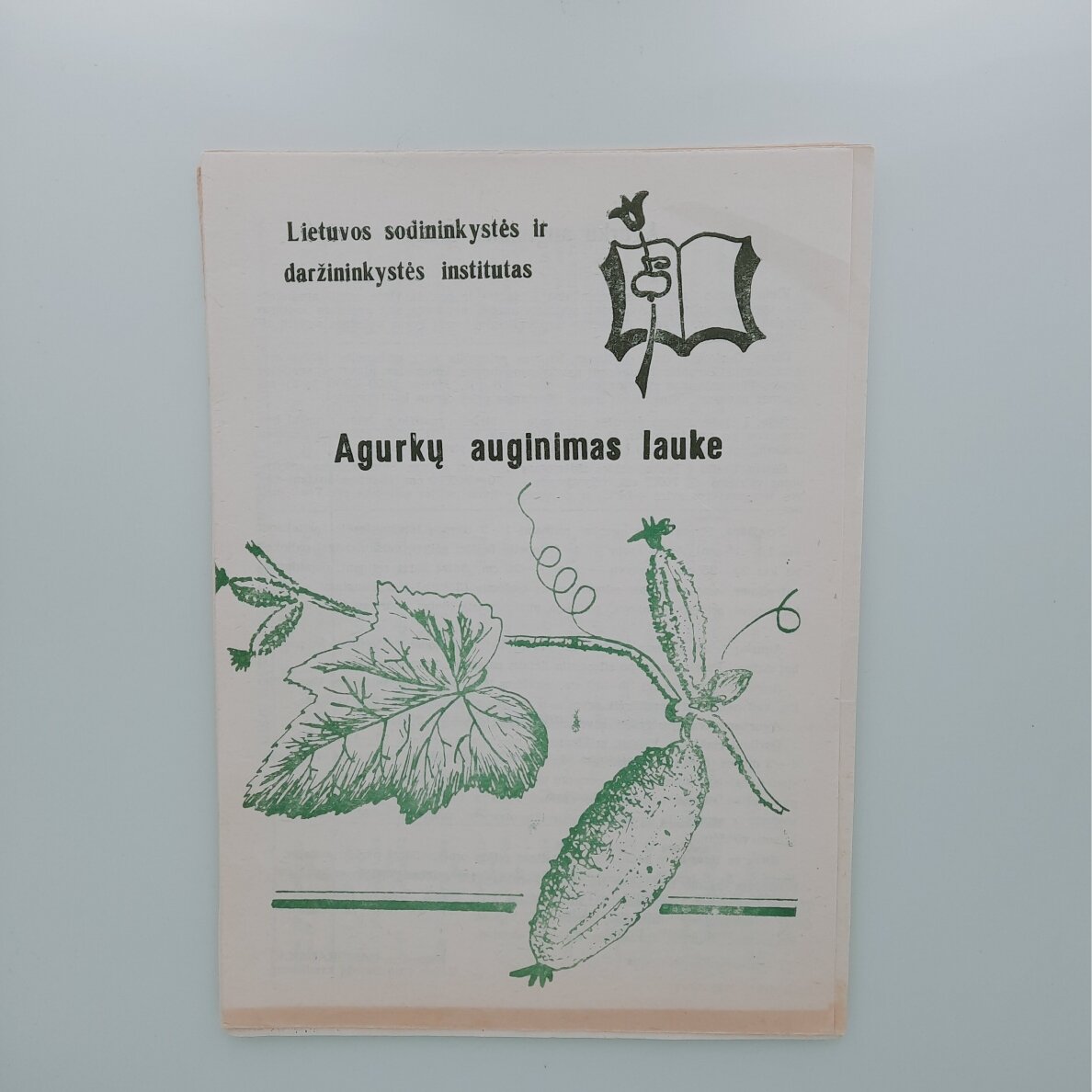 Agurkų auginimas lauke Agurkų auginimas lauke
