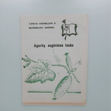 Agurkų auginimas lauke Agurkų auginimas lauke