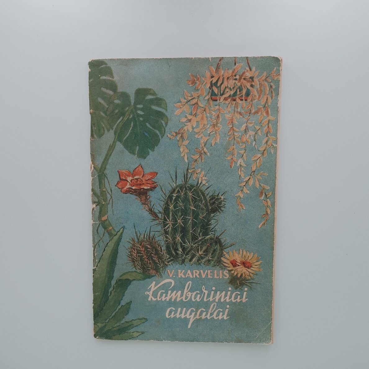 Kambariniai augalai Kambariniai augalai